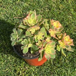 Aeonium "Kiwi"  Succulent Plant “13”
